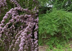 Buddleia alternifolia / Korai nyáriorgona